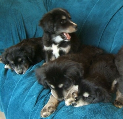 A litter of thick coated, Siberian Cocker puppies are sitting and laying on a teal-blue blanket placed over a couch. One of the puppies is looking to the right with its mouth open.