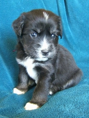 Close up - The left side of a black with tan and white Siberian Cocker puppy is sitting across a couch and it is looking to the right. The pup has dark brown eyes.