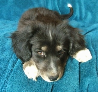 Close up - A black with tan and white Siberian Cocker puppy is laying on a couch and it is looking forward. It has a lot of thick fur on its ears and brown eyes.
