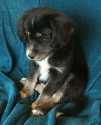Close up - A black with tan and white Siberian Cocker puppy is sitting on its butt with its back against the back of a teal-blue blanket on a couch and it is looking down and to the left.