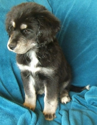 Close up front side view - A black with tan and white Siberian Cocker puppy is sitting on a teal-blue blanket covered over a couch. It is looking down and to the left. It has thicker fluffy hair on its ears and top of its head.