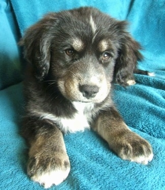 A black with tan and white Siberian Cocker puppy is laying across a teal-blue blanket and it is looking forward. It has brown eyes and fluffy hair on its ears and head.