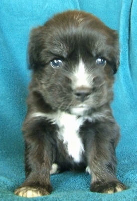 Close up - A young black with tan and white Siberian Cocker puppy is sitting on a teal-blue blanket and it is looking forward. 