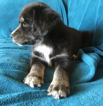 A black with white and tan Siberian Cocker puppy is laying on top of a blue blanket and it is looking to the left. 