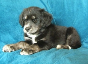 The left side of a black with white and tan Siberian Cocker puppy that is laying across the back of a couch that is covered in a teal-blue blanket. 