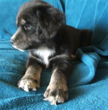 A black with white and tan Siberian Cocker puppy is laying on top of a blue blanket that is draped over a couch, it is looking down and to the left.
