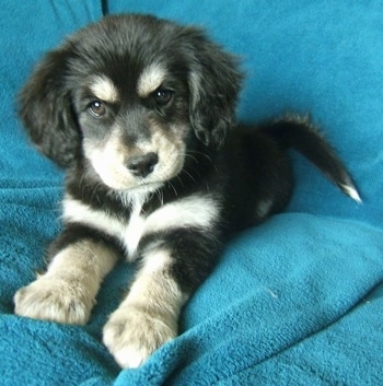 Front view - A fluffy, black with tan and white Siberian Cocker puppy is laying out on a bright blue blanket draped over a couch. The pup has brown eyes.