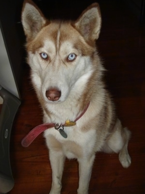 A red and white Siberian Husky with blue eyes is sitting on a hardwood floor and it is looking forward. The dog is wearing a red collar.