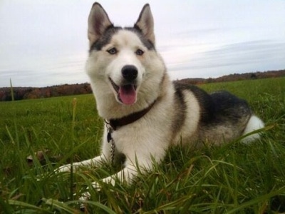 Front side view - A black, white and grey Siberian Husky is laying in grass, it is looking to the right, its mouth is open and its tongue is out.