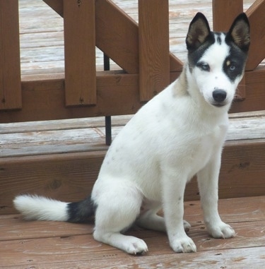 shiba inu and husky mix