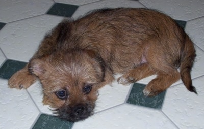 Side view - A brown with black Silkinese puppy is laying down on a white and green tiled floor and it is looking forward.