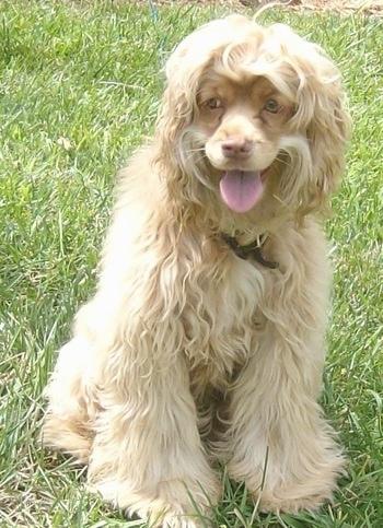 A thick, wavy, soft looking tan Silky Cocker sitting in grass looking to the left with its mouth open and its tongue sticking out and it looks like it is smiling. The dog has golden yellow eyes and longer hair on its body with shorter hair on its face.