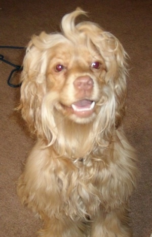 A tan Silky Cocker dog is sitting on a carpet, it is looking forward, its mouth is open and it looks like it is smiling. It has a thick long soft looking coat with shorter hair on its face and snout. Some of the hair on its head is sticking up. Its nose and lips are tan.