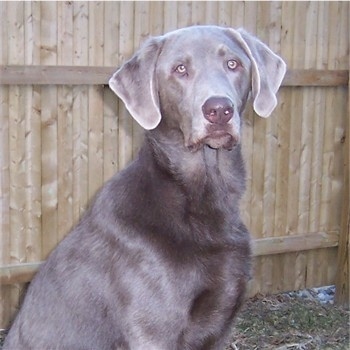 silver and chocolate lab mix