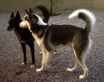 The left side of a black and white Siberian Husky is standing adjacent to a black sled dog standing in front of it. They are in a yard were they are standing on a gravelly surface in a backyard. Both dogs have their tails up.