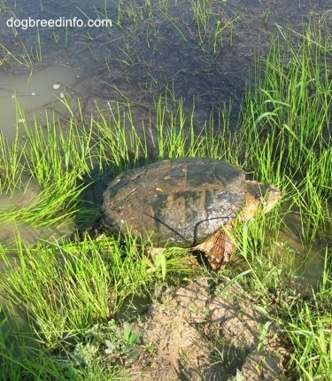The right side of a Snapping Turtle that is walking out of pond
