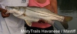 Close up - A snook fish is being held by a man and a woman standing on a boat. The man is holding the Snooks mouth open.