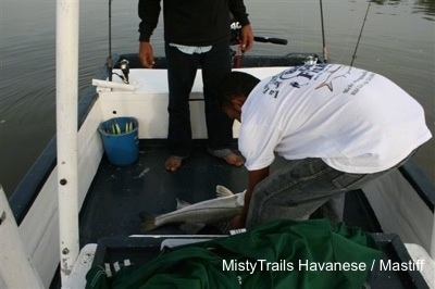 A man is bending over to place a snook fish on the floor of a boat. There is a person standing in front of him watching.