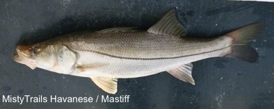 Top down view of a Snook fish laying across a surface.