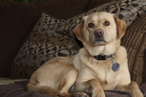 The left side of a tan with brown Spanador dog is laying on a blanket on top of a couch and it is looking forward. It has darker brown hair on its ears, wide round brown eyes and a brown nose.