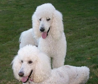 large white poodle