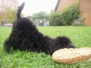 The right side of a thick, curly-coated, black Standard Poodle puppy play bowing in grass with its head down sniffing a shoe and its backside up in the air.