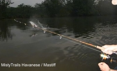 A person is holding out their fishing rod with a hooked a Tarpon fish.