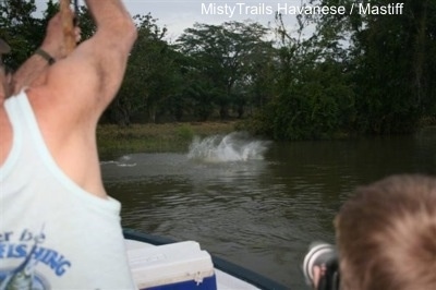 A man in a white shirt is lifting his arms up with a fishing pole to get leverage trying to pull in a tarpon fish that is fighting back.