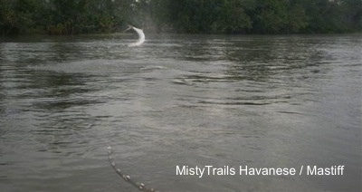 A hooked Tarpon is jumping out of a body of water.