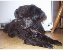 A black Teacup Poodle is laying across a kitchen floor and it is looking down and to the left.