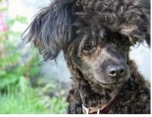 Close up head shot - A black Teacup Poodle is sitting outside in grass. It is looking down and to the right. It has longer hair on its head that looks like a mop.