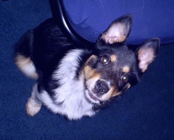 Top down view of a black with white and tan Texas Heeler puppy that is sitting on a blue carpet and it is looking up. The dogs ears are perked up.