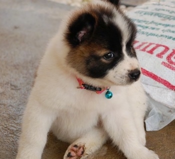 Close up front view - A small white with brown and black Thai BangKaew puppy sitting on a carpet looking to the right. There is a white empty sack behind it.