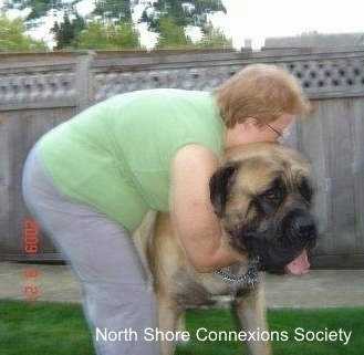 The Lady in Green is hugging A Mastiff