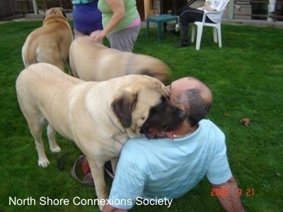 4 people and three Mastiff dogs, Two Mastiffs are standing in the face of a person sitting in the grass. Another Mastiff is being Pet by two standing people