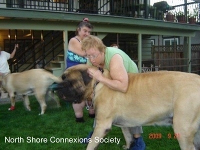 3 people and two Mastiff dogs, A person Outside is hugging a Mastiff and Another Mastiff is walking to a person at a staircase