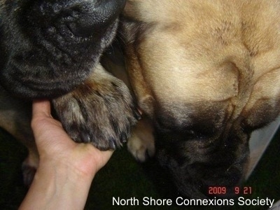 Two Mastiff heads in a photo. One is lifting its paw on top of a persons hand