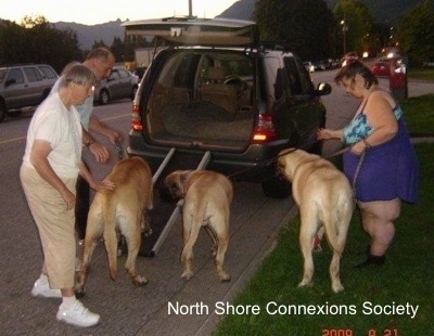 One Mastiff is being led up a ramp in to the back of a car, and the Two other Mastiffs are waiting to go up the ramp
