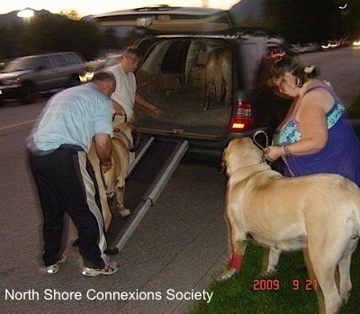 Another Mastiff is walking up a ramp into the back of a car as a man guides it. The lady in blue is standing next to the last Mastiff