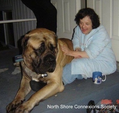 A Mastiff is laying on the legs of a person who is petting it. The dog looks larger than the person