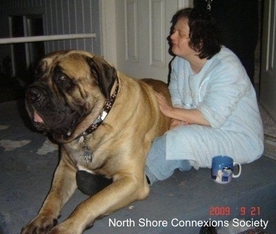 A Mastiff is laying on the legs of a person who is petting it and the dog looks bigger than the person. Someone else is walking in the door behind them