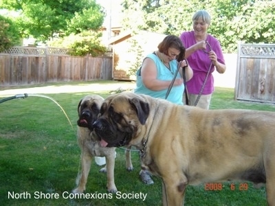 A water hose is spouting out water. The Mastiffs are standing near it with there tongues out and two people are behind the dogs holding leashes