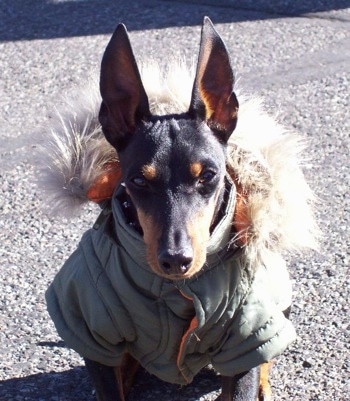 A black and tan Toy Manchester Terrier dog is wearing an army green coat with a fuzzy hoody and it is sitting on a blacktop. Its ears are cropped to a point and trained to stand straight up.