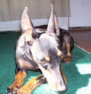View from the front - A black and tan Toy Manchester Terrier dog is laying on a green carpet in a beam of sunshine. Its ears are cropped to a point and trained to stand straight up.