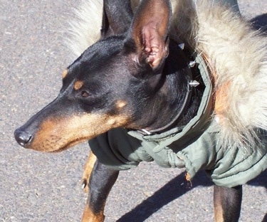 Close up front view - A black and tan Toy Manchester Terrier is wearing an army green coat with a fuzzy hoody standing on a black top and it is looking to the left. It has a long snout.