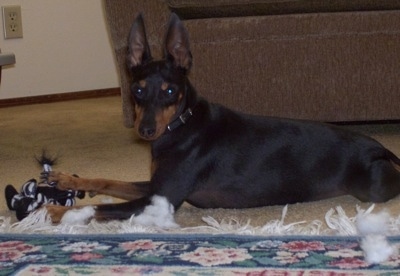 A black and tan Toy Manchester Terrier dog is laying on a tan carpet in front of a brown couch and it has one of its paws over a Zebra plush toy. There is a blue, green, pink and white throw rug in front of it.