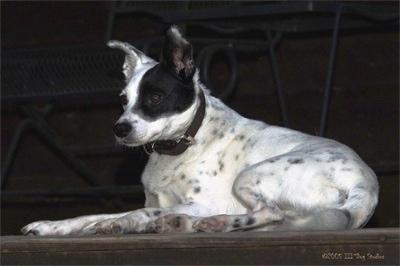 Side view - A white with black ticked Mountain Feist dog is wearing a black collar laying on a porch at the top of a staircase. There are metal stairs behind it.