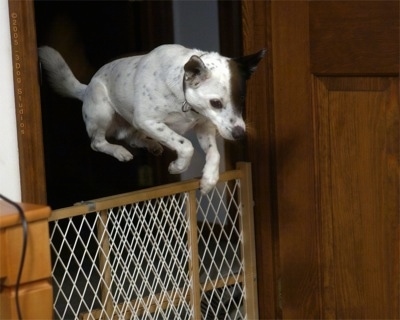 Action shot - A white with black ticked Mountain Feist dog is jumping over a tan and white baby gate that blocks a doorway. The dog's entire body is over top of the gate and all four paws are clearing it.