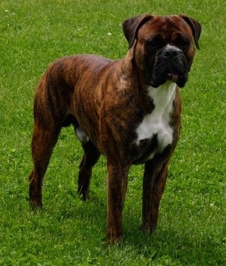The front right side of a wide chested, thick, muscular, dark brown brindle with white valley bulldog that standing across a field and it is looking to the right.