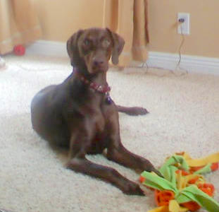 A tall brown Vizmaraner is laying across a carpet and it is looking forward. There is a colorful cloth toy in front of it.